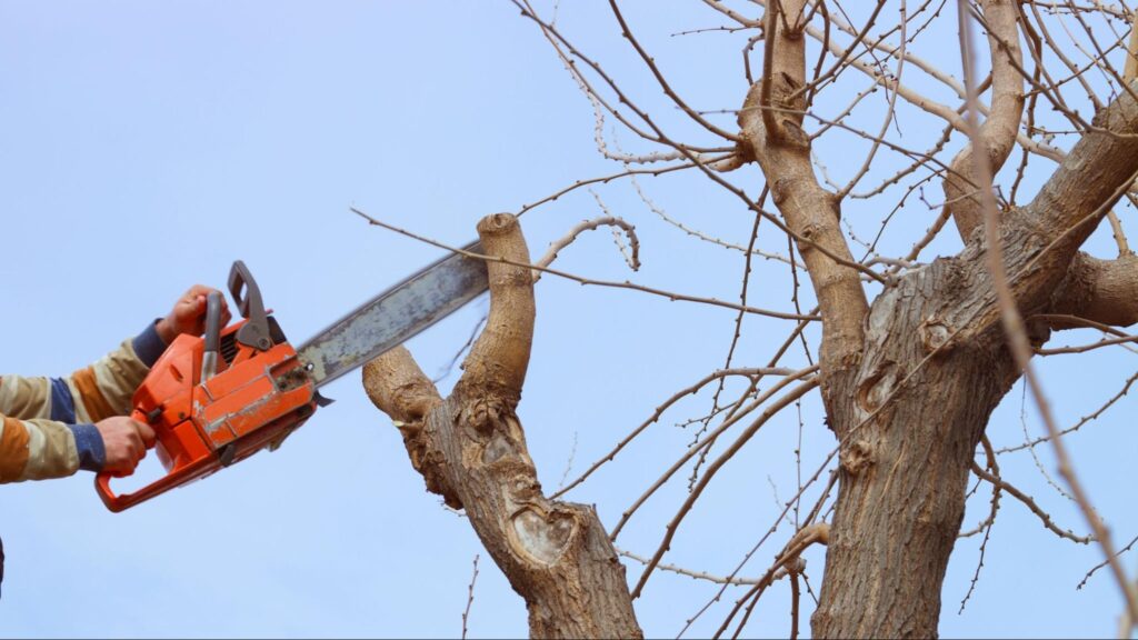 A man uses a chainsaw to cut a tree, aiming to prevent future storm damage.