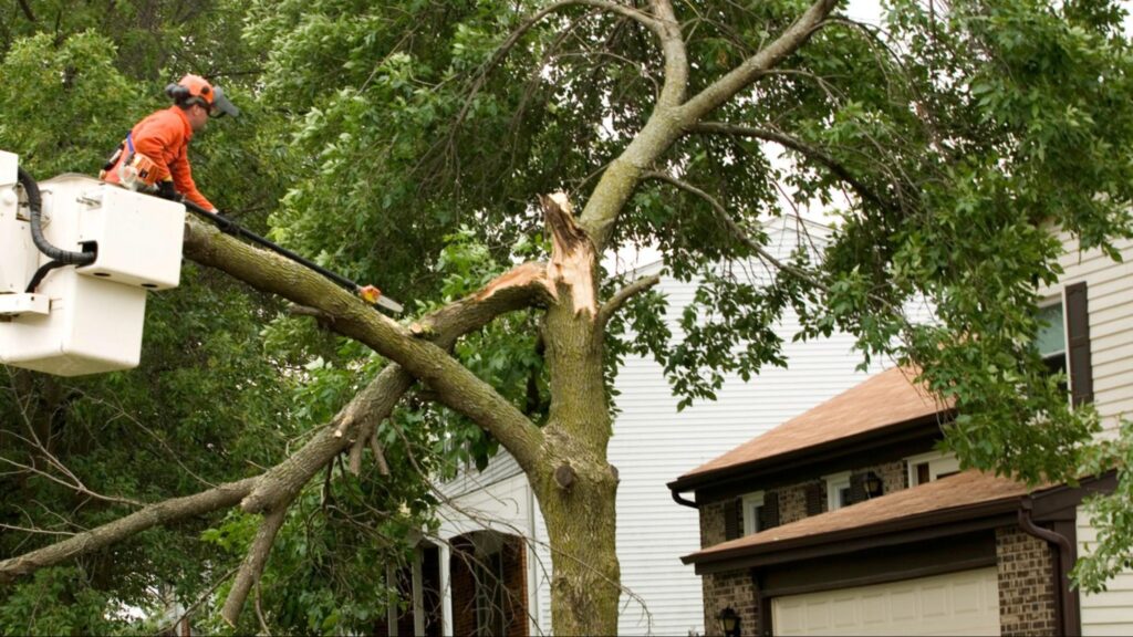 A man is pruning branches while standing on a tree, emphasizing the importance of tree service insurance for homeowners.