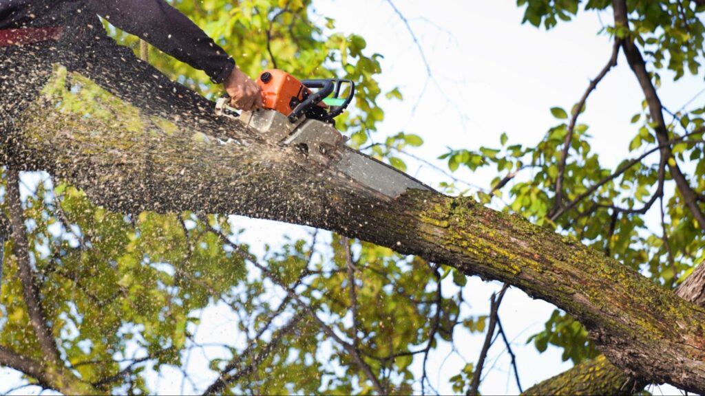 Proper tree trimming strengthens branch structure and balance, helping trees better withstand high winds and reducing the risk of storm-related damage.
