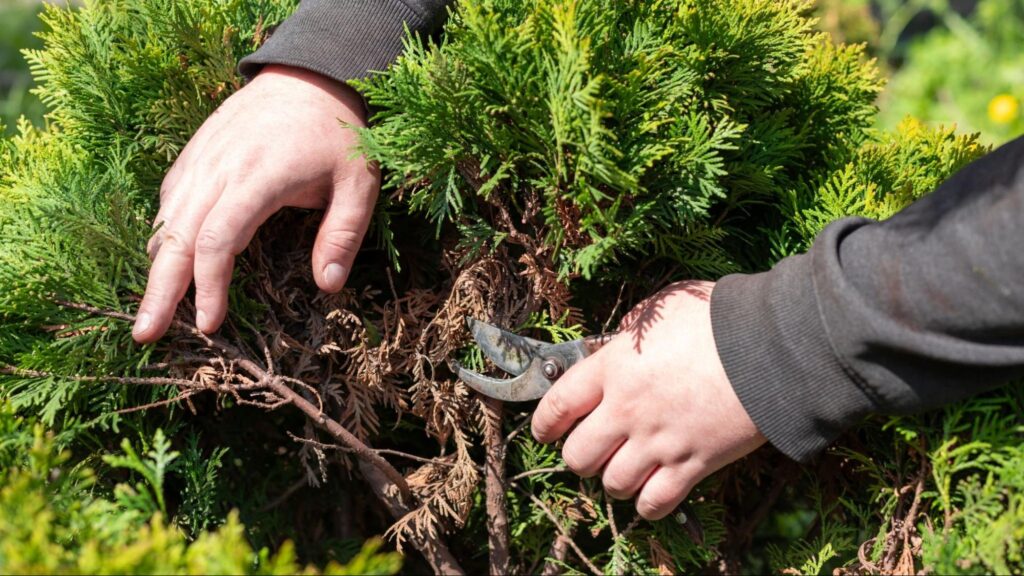Trimming palm trees safely involves using proper tools and techniques, removing only dead or damaged fronds, and following best practices to protect both the tree and the person performing the work.