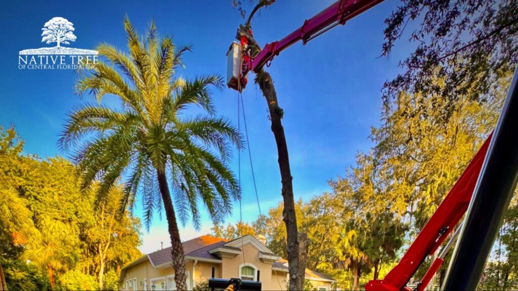 Tree trimming costs vary based on tree size, location, condition, and accessibility, influencing the overall price for professional pruning services.