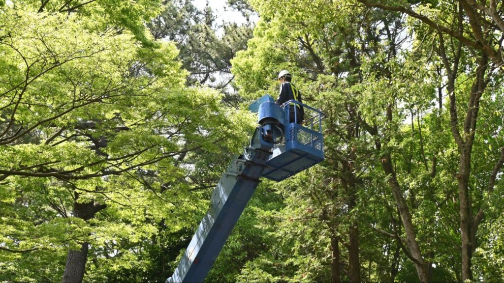 A man is engaged in tree maintenance in a dense forest, with sunlight filtering through the leaves above.
