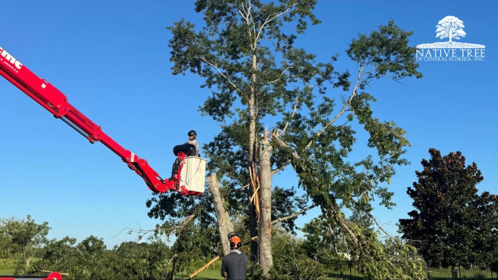 A man operates a crane to cut down a large tree in a wooded area.