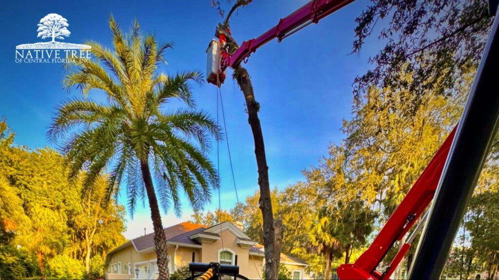 A man prunes a tree in front of a house, highlighting the need for licensed and insured arborist services.