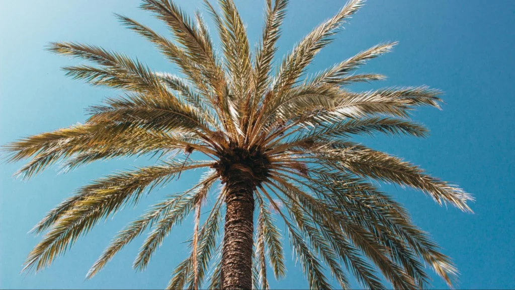 A palm tree with yellowing fronds stands against a clear blue sky.