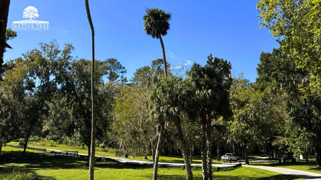 A row of tall palm trees lining a sunny street, creating a tropical and inviting atmosphere.