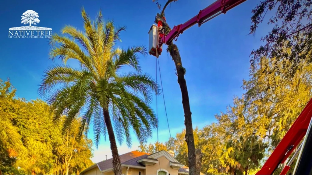 A man trims a palm tree in front of a house, focusing on the tree's fronds and maintaining the landscape.