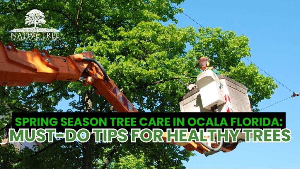 Tips for spring tree care in Ocala, Florida, ensuring healthy growth and maintenance for local trees.