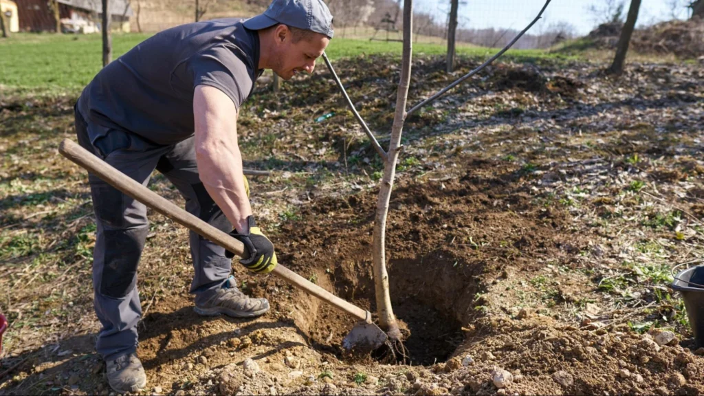 A man is digging a hole in the ground with a shovel, focused on his task in an outdoor setting.