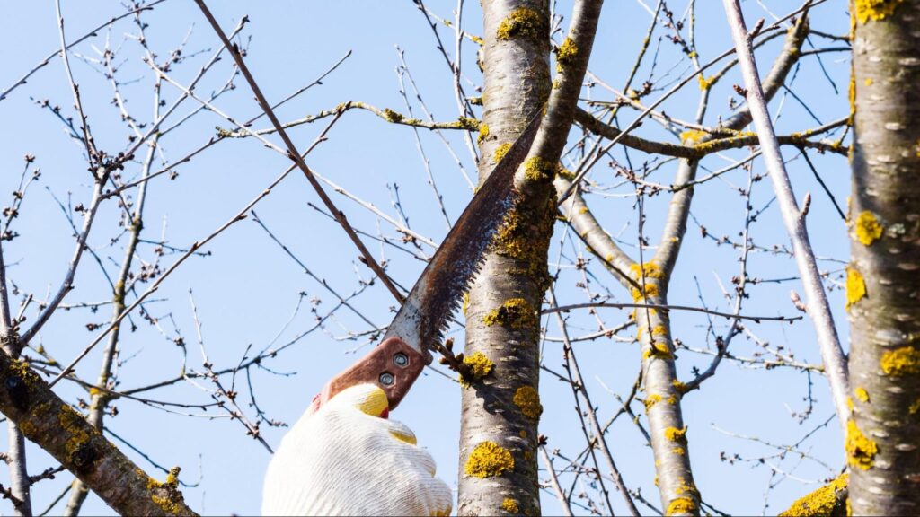 Spring tree maintenance and pruning best practices focus on removing dead branches, shaping growth, and promoting healthy structure to support vigorous seasonal development.