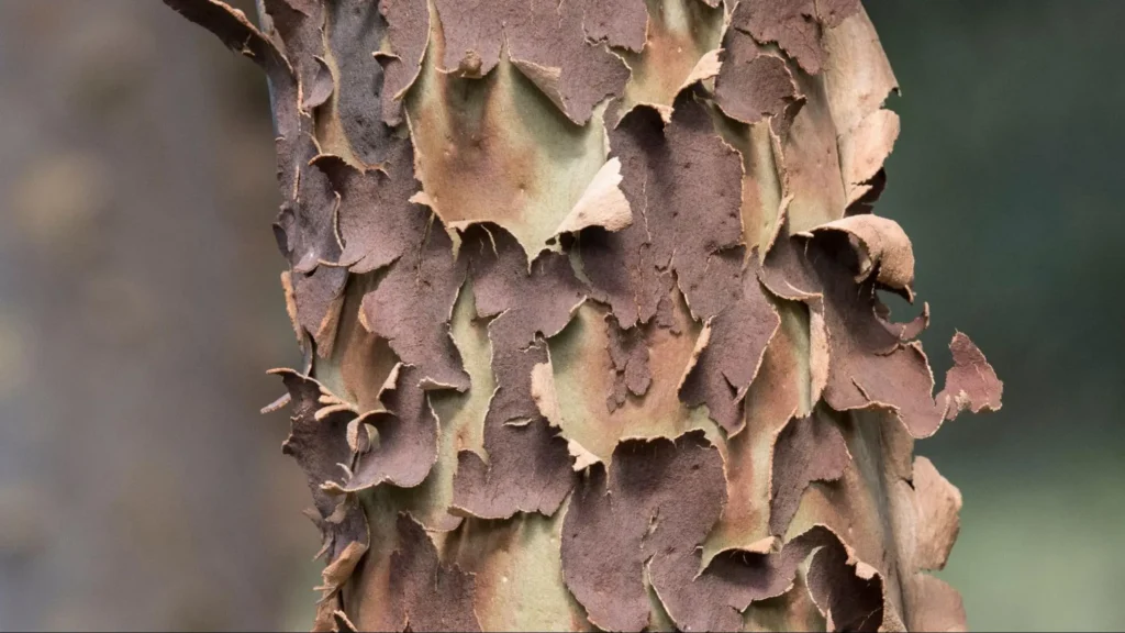 Tree trunk with peeling bark highlighting how the region’s hot, humid climate makes natural bark shedding more noticeable during summer.