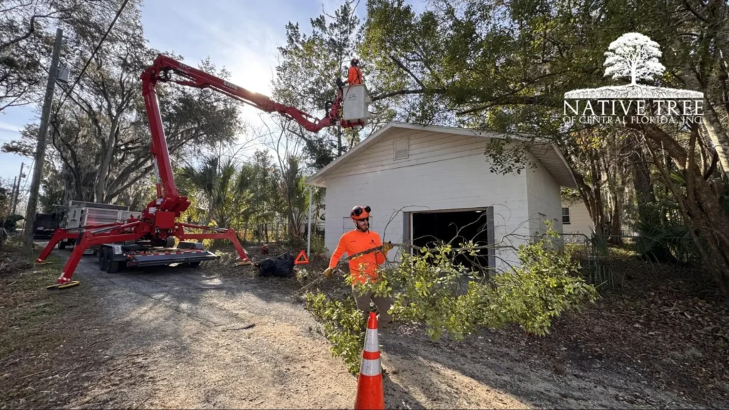 A man works on a tree in front of a house, carefully shaping the branches as the home stands in the background.
