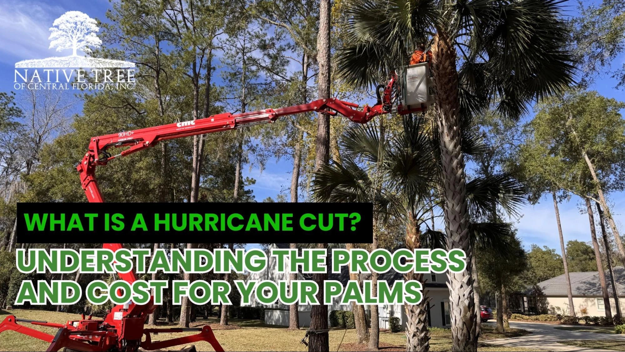 Diagram illustrating a hurricane cut, showing the technique used in tree pruning to prevent storm damage.