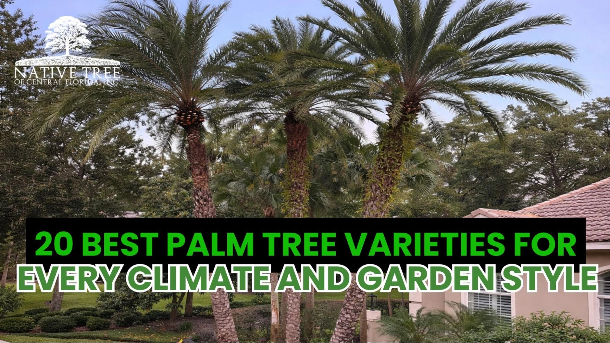 Illustration showing different palm tree varieties, ranging from small indoor palms to tall tropical and cold-hardy species, suitable for diverse climates and garden styles.