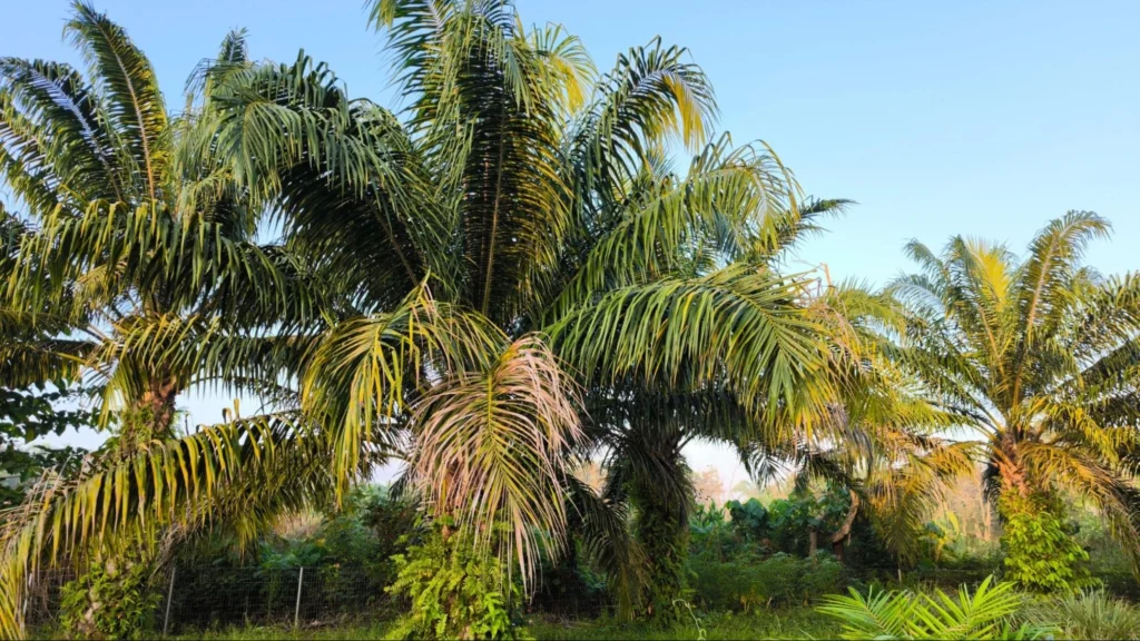 A large group of palm trees with vibrant yellow leaves swaying gently in the breeze against a clear blue sky.