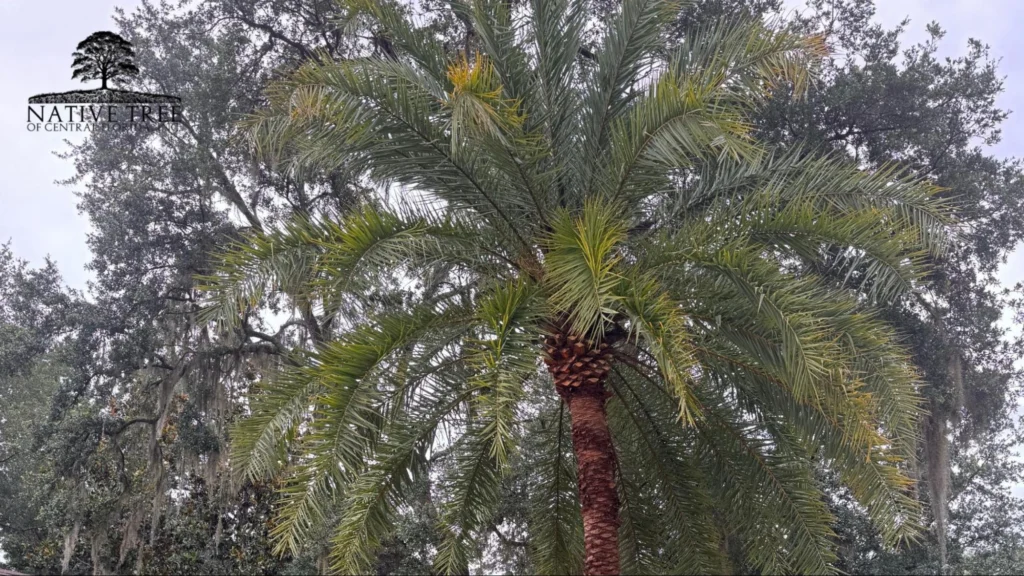 A palm tree stands in front of a house, accompanied by a large tree in the background, creating a tropical atmosphere.