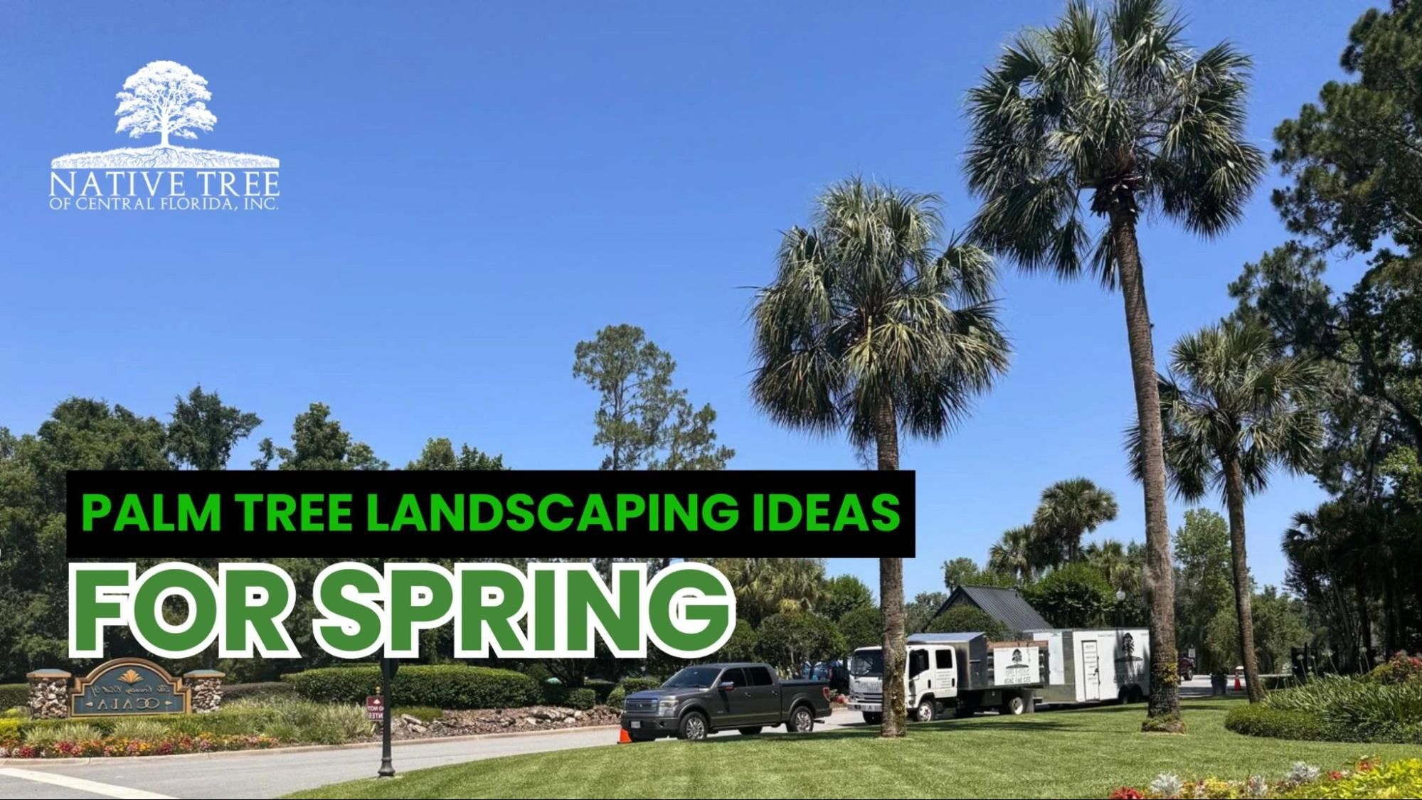 Spring landscaping ideas featuring various palm trees in a vibrant garden setting.