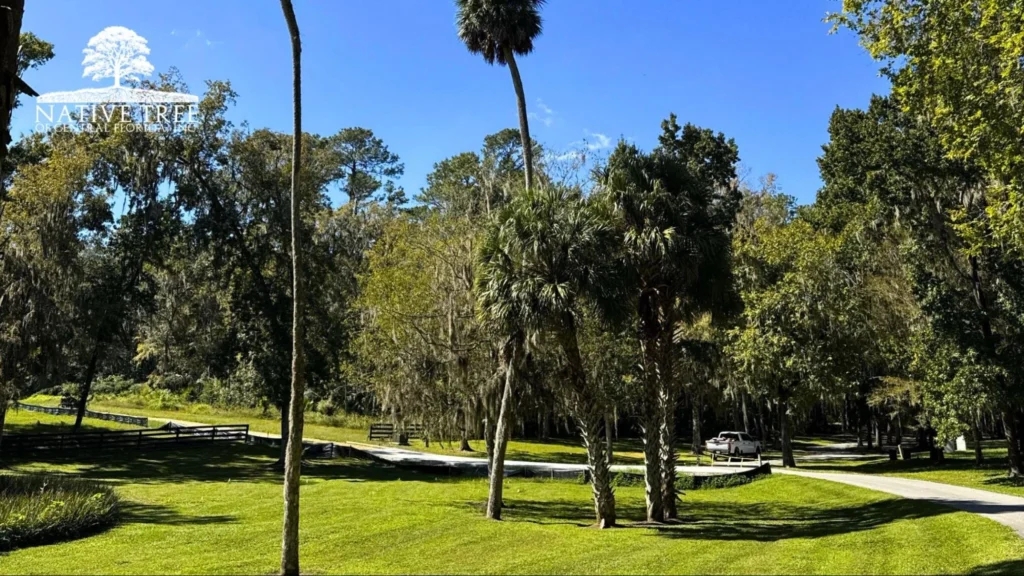 A serene park featuring lush green grass and tall trees lining the area, inviting for relaxation and outdoor activities.