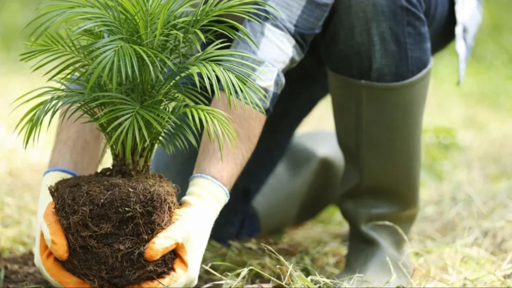 A person planting a young palm tree into the soil, demonstrating gardening skills and environmental care.