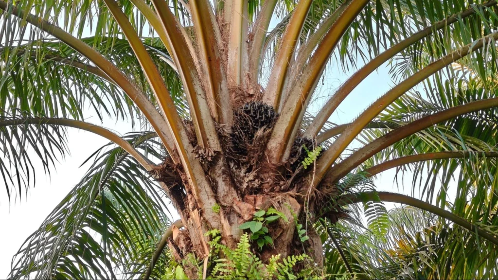 A pest-infected palm tree with numerous leaves effected.
