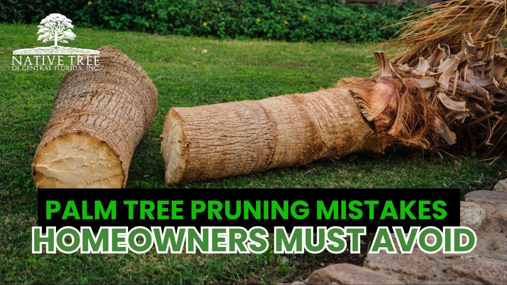 A guide illustrating the steps for pruning palm trees, featuring techniques for effective maintenance.
