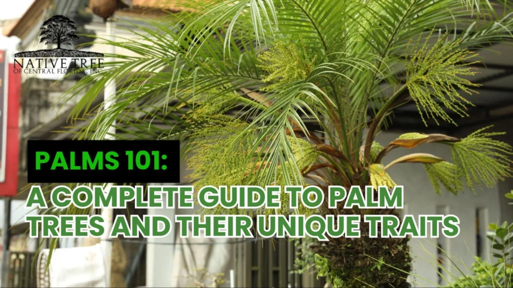 Palm trees and highlighting their unique traits and characteristics.