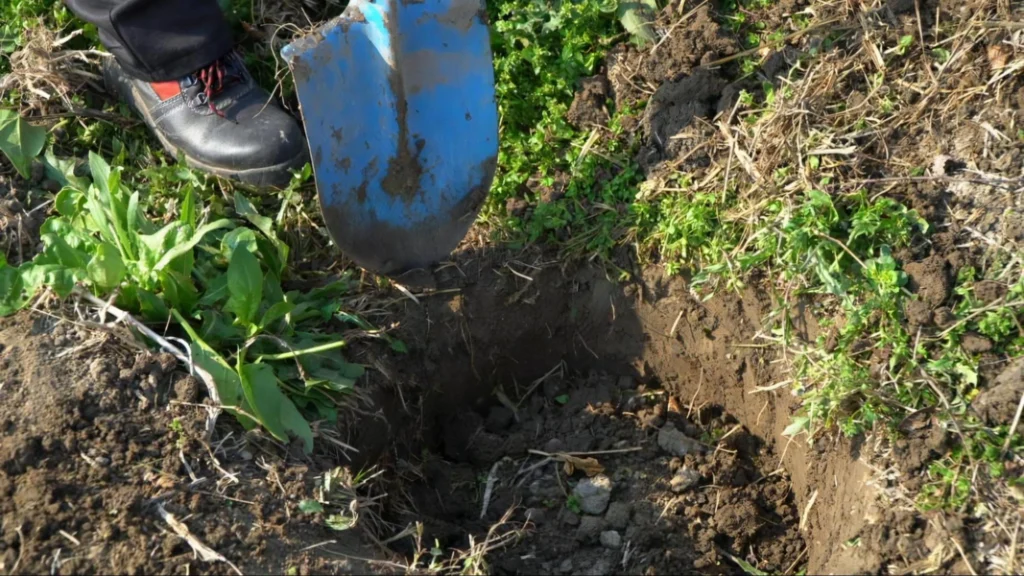 A person using a shovel to dig into the ground, focused on their task in a garden.