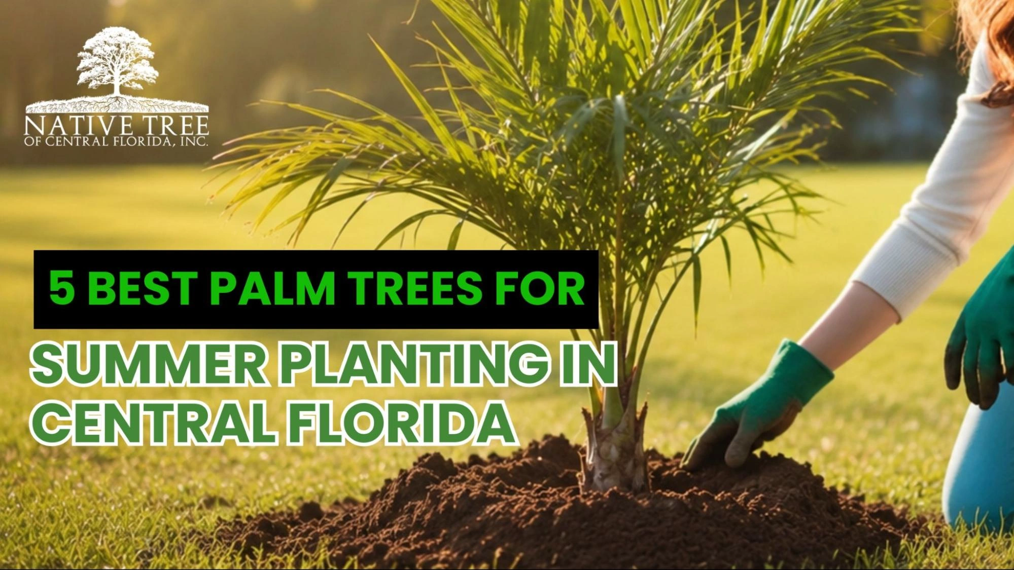 Five palm trees ideal for summer planting in Central Florida, showcasing their vibrant foliage and growth potential.