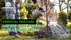 Image of a mature tree with a question about overwatering in tree care, emphasizing the importance of proper watering techniques.