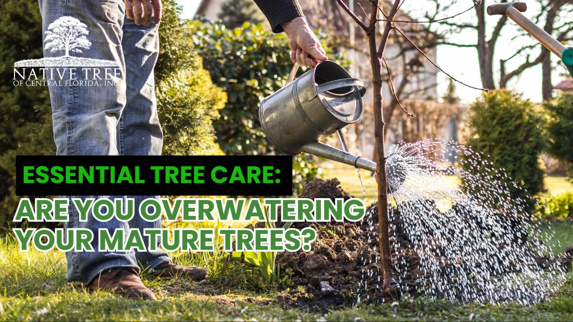 Image of a mature tree with a question about overwatering in tree care, emphasizing the importance of proper watering techniques.