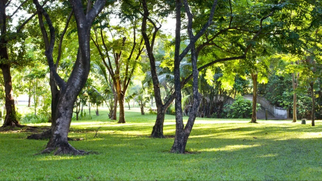 A serene garden featuring lush grass and trees, enhancing biodiversity.