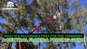 Pricing guide for tree trimming services in Central Florida, detailing personal price estimates and factors influencing costs.