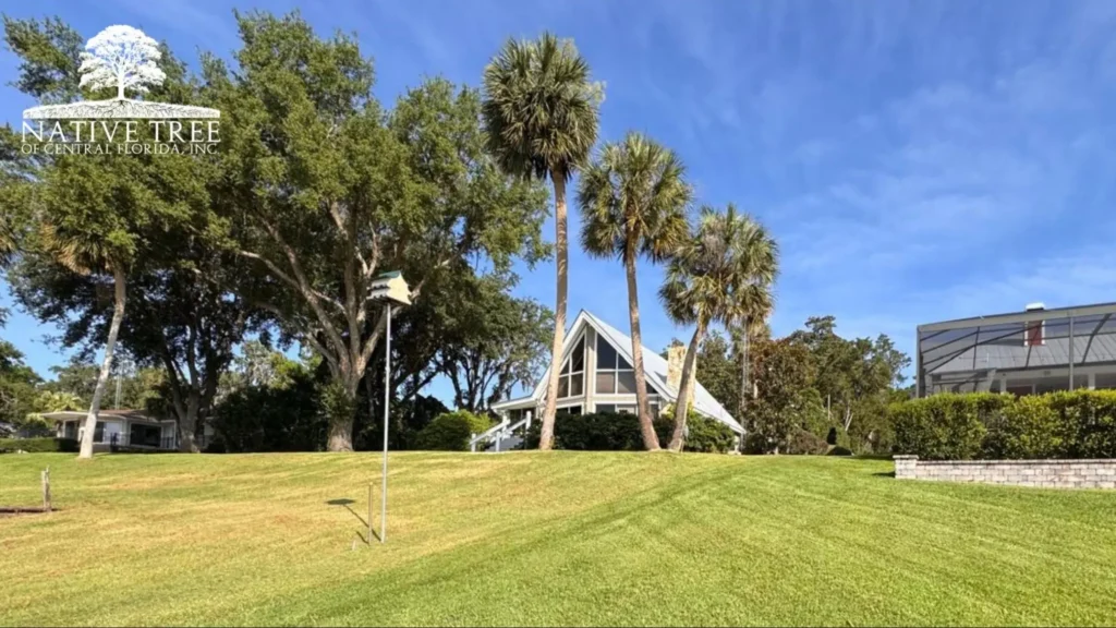 A healthy landscape showing mature trees providing shade over a well-maintained green lawn, illustrating how tree canopy, soil conditions, and lawn health are interconnected.