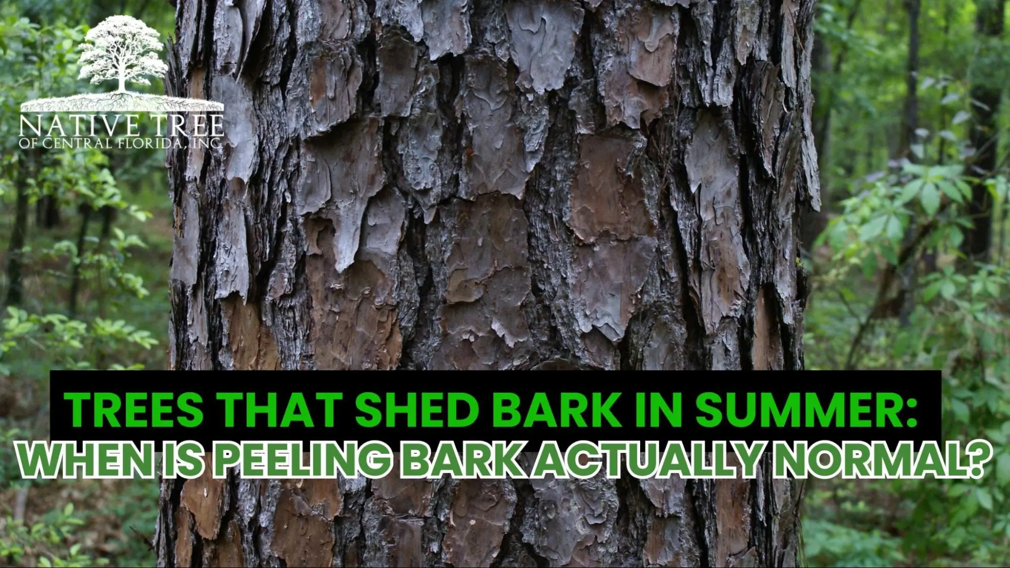 Close-up image of a tree trunk with naturally peeling bark in a forest setting.