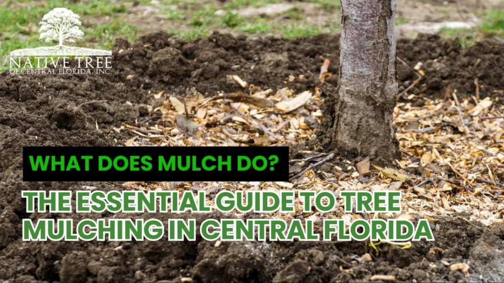 Image illustrating tree mulching, emphasizing the importance of professional care for healthy tree growth and soil protection.