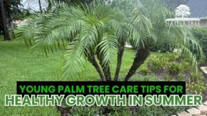 Tips for caring for young palm trees to ensure healthy growth during the summer season.