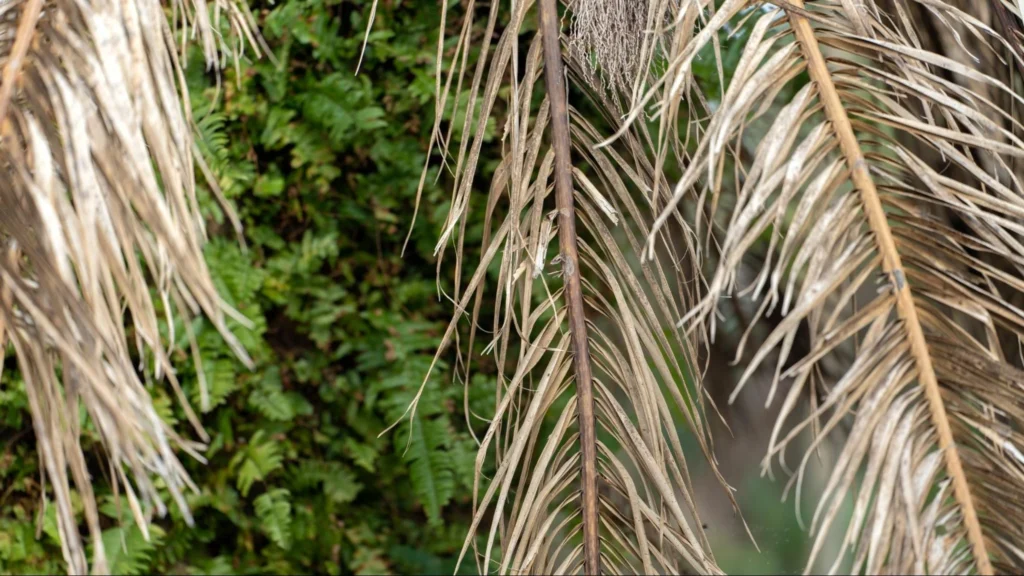 A palm tree with dead or damaged fronds hanging from the canopy, showing brown, dried, and broken leaves that may require pruning and proper maintenance.