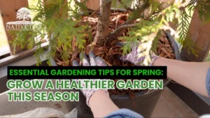 A graphic featuring essential gardening tips for spring, including planting schedules and soil preparation advice.