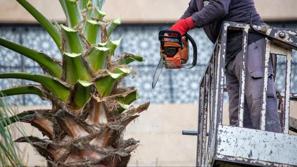 A man operates a chainsaw to cut down a tall palm tree in a sunny outdoor setting.