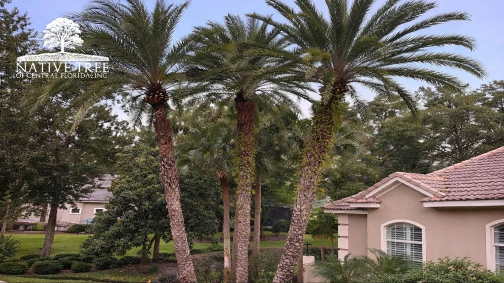 Palm trees stand in front of a house, with a clear driveway leading up to the entrance.