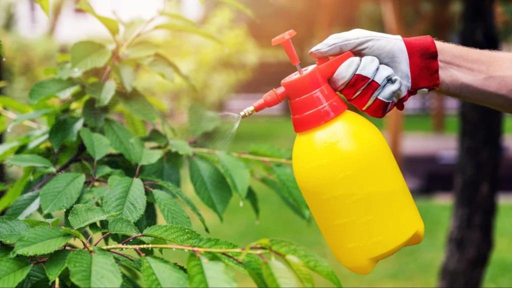A person sprays a tree with a yellow sprayer to control pests.