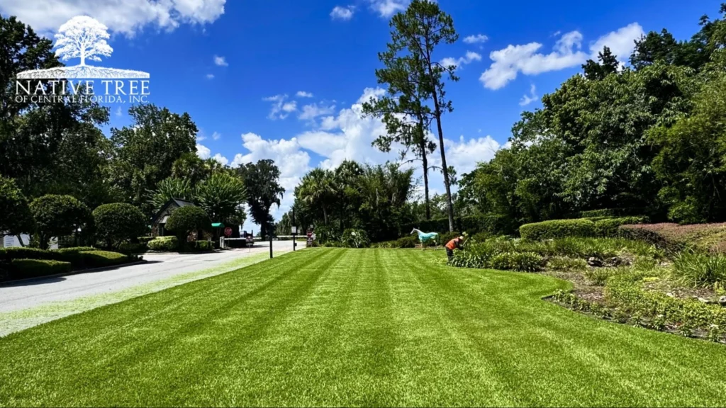 A green lawn with lush grass and trees in the background under a clear blue sky.