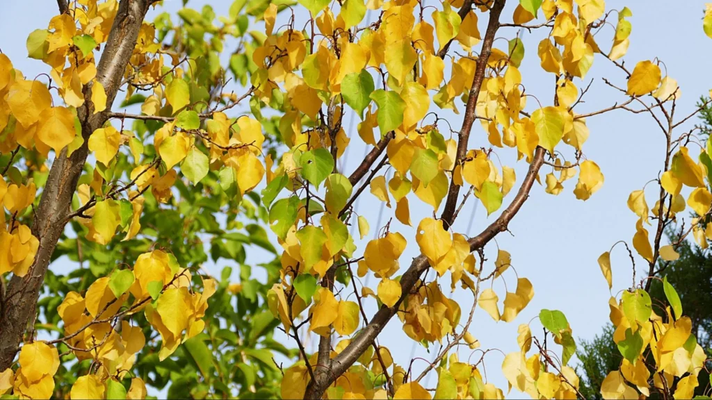 A tree with yellow leaves showing signs of overwatering, indicating potential health issues.