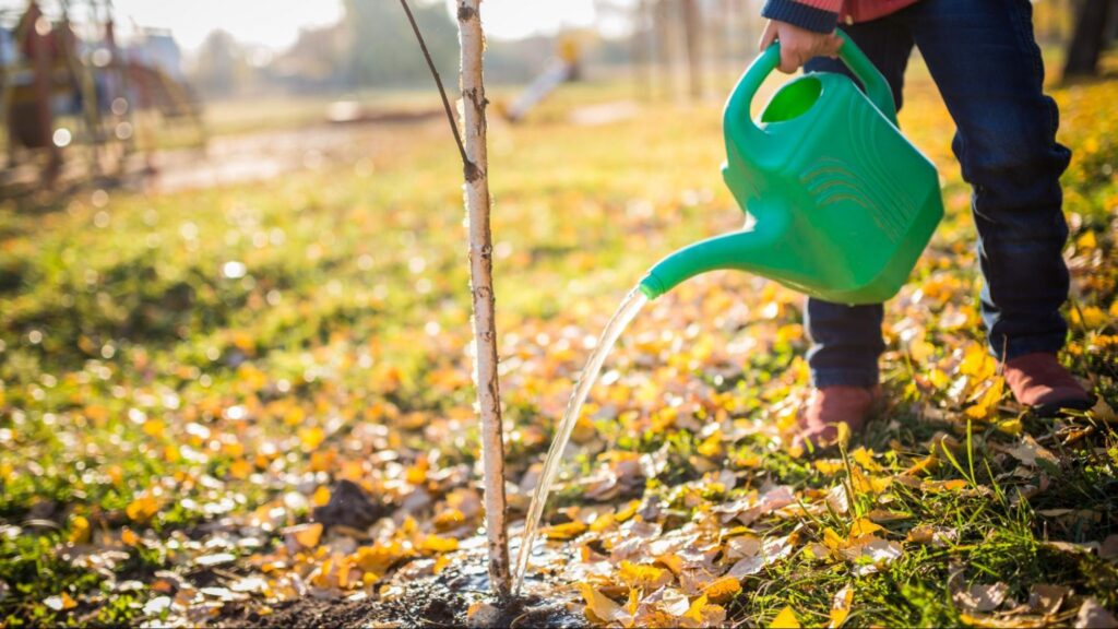 A person waters a young tree using a green watering can in a garden setting.