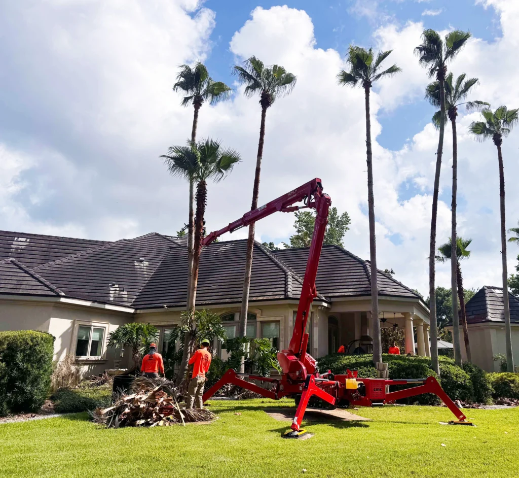A worker using a chainsaw to remove a tall palm tree in Palm Beach County, Florida, with clear blue skies in the background.