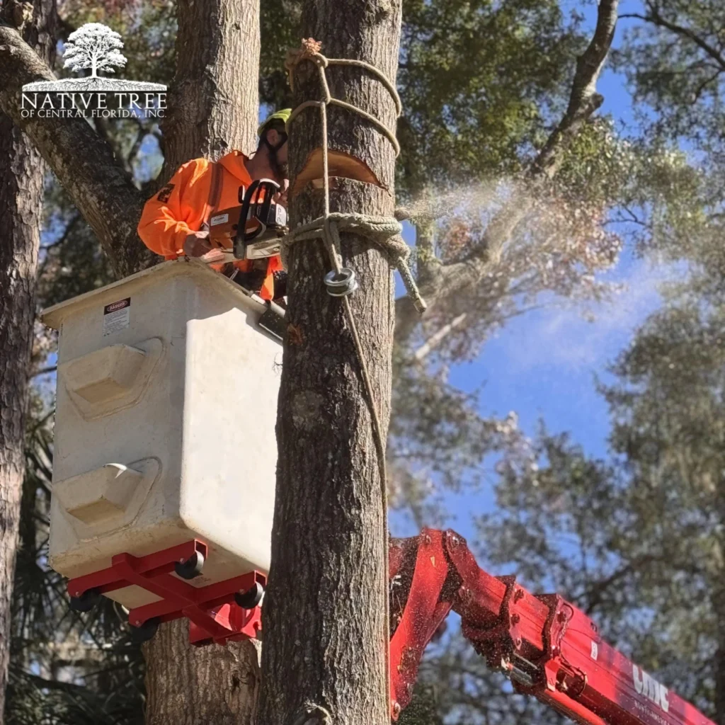 A man operates a tree saw to cut down a large tree in a wooded area.