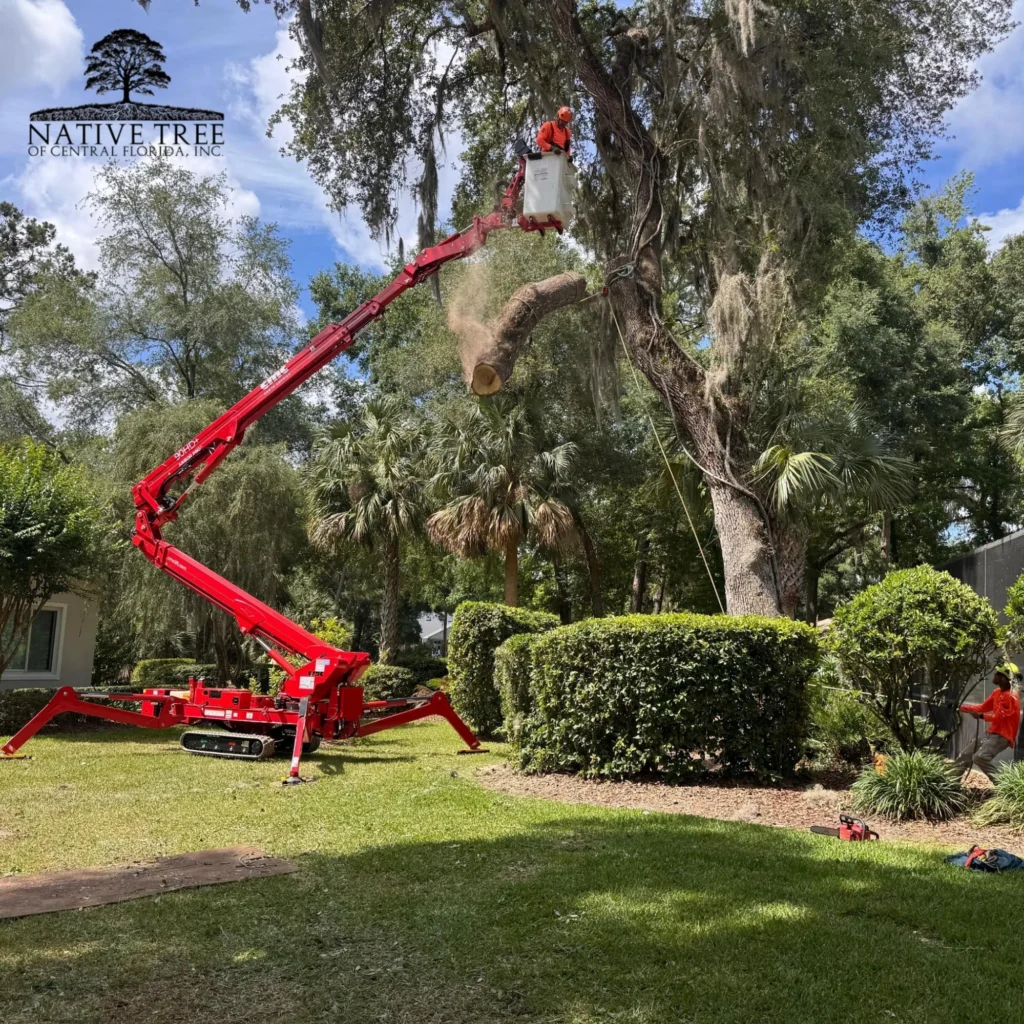 A red machine elevates workers to trim branches from a tree in a residential area.