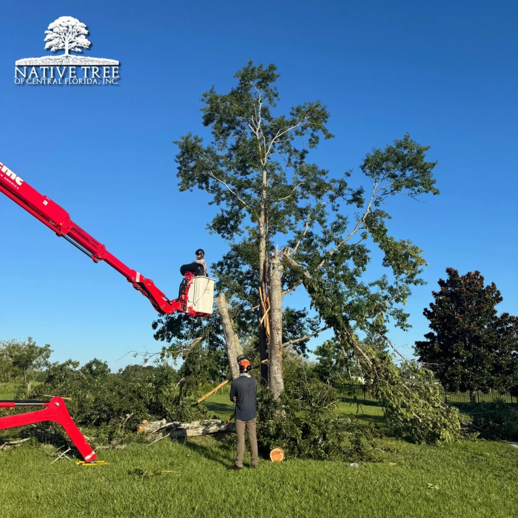 A man operates a crane to safely cut down a large tree during emergency storm damage services.
