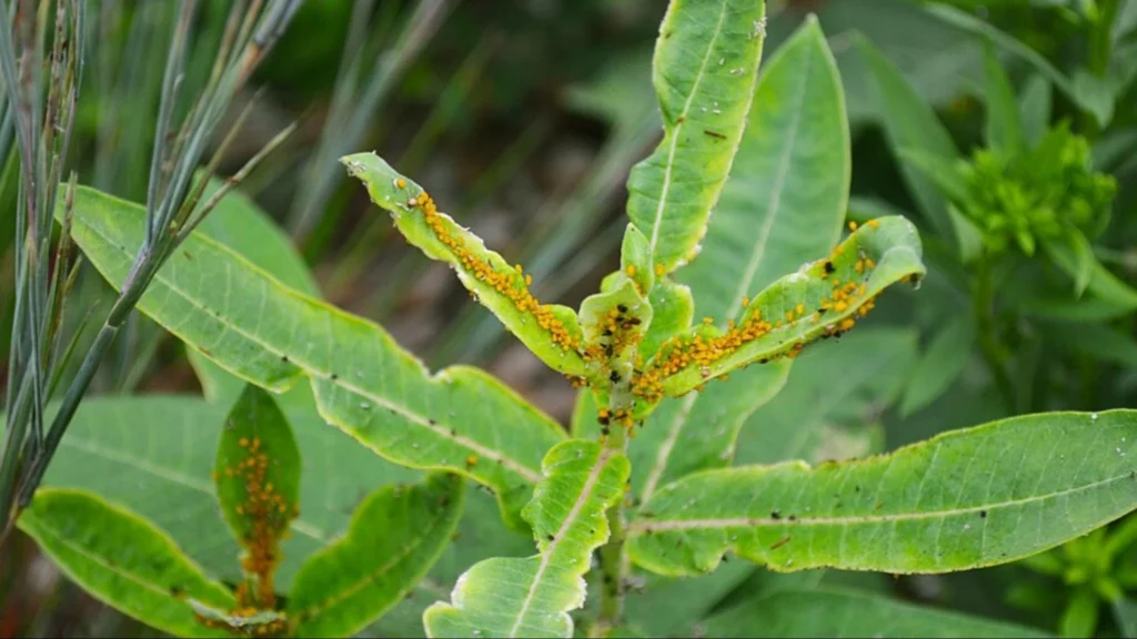Close-up of a plant with yellow spots, indicating aphid infestation on its leaves.