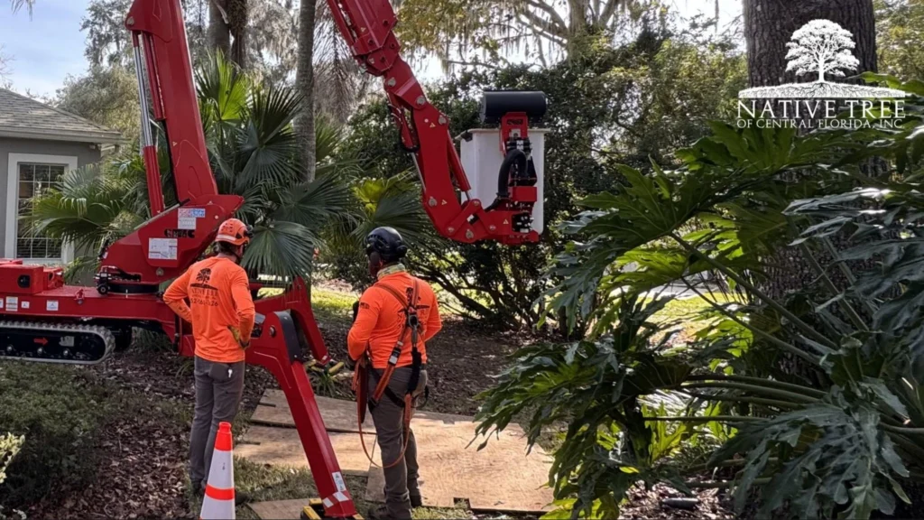 Two men in orange vests are pruning a tree, demonstrating teamwork in professional landscaping work.
